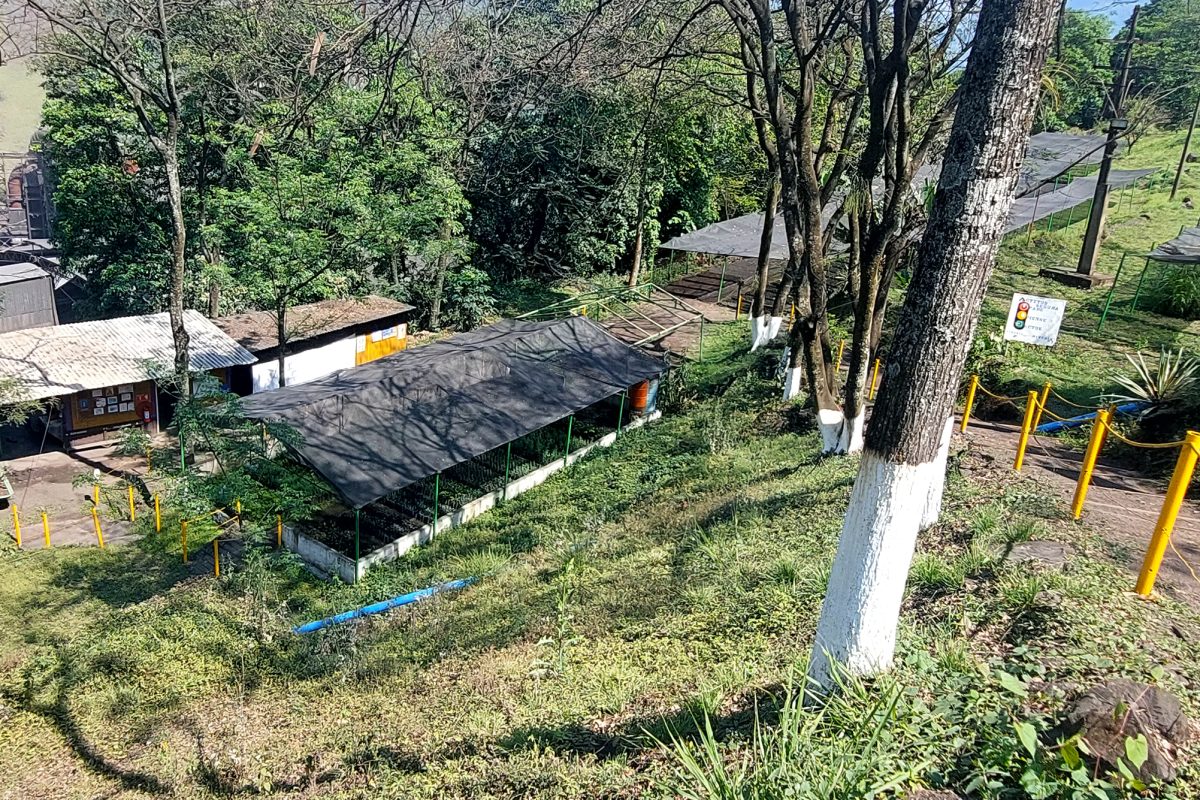 Vivero Autlán: Sembrando futuro en la Sierra Alta de Hidalgo